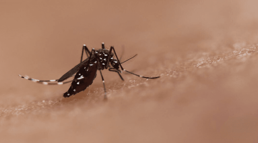 Rare Dengue Fever Cases Detected in Los Angeles County, Sparking Concern